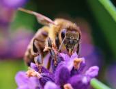 wyniki konkursu fotograficznego &quot;Pszczoła w moim ogrodzie&quot;