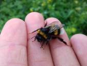 Konkurs Fotograficzny &quot;Pszczoła w moim ogrodzie&quot;